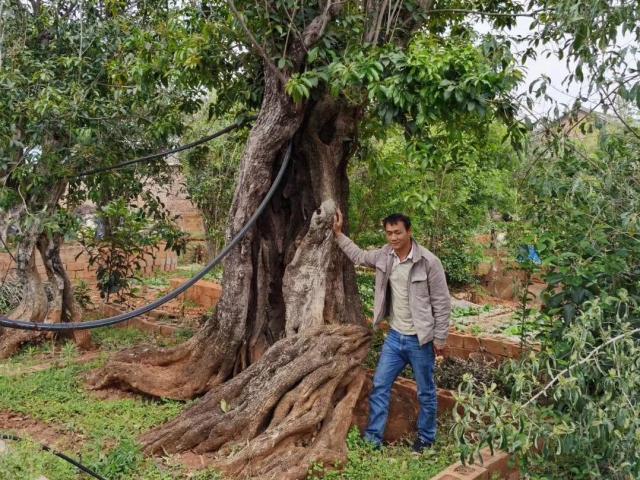 Thị trường - Tiêu dùng - Khách ngoại chịu chi 12 tỷ mua cặp cây "khủng", đại gia vẫn chưa chịu bán