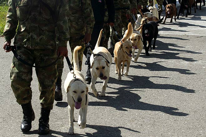 Giỏi dùng vũ khí, võ thuật, đội cận vệ vẫn cần đến chó nghiệp vụ