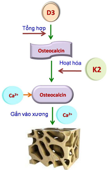 Vitamin K2 – “trợ thủ đắc lực” giúp trẻ tăng chiều cao vượt trội - 3