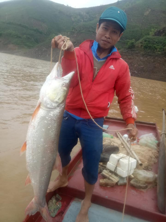 Theo chân ngư phủ sông Đà săn cá măng khủng ví như "thủy quái" - 2