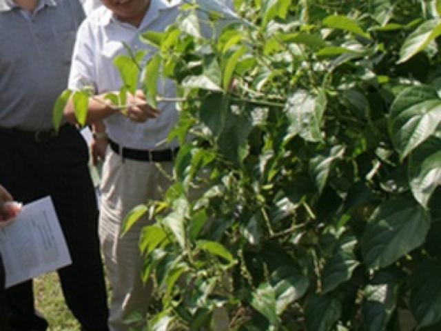 Thị trường - Tiêu dùng - Thứ để héo khô mới hái về, nhìn tưởng bỏ đi mà đếm tiền "mỏi tay"