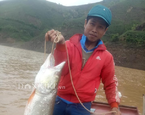Theo chân ngư phủ sông Đà săn cá măng khủng ví như "thủy quái" - 5