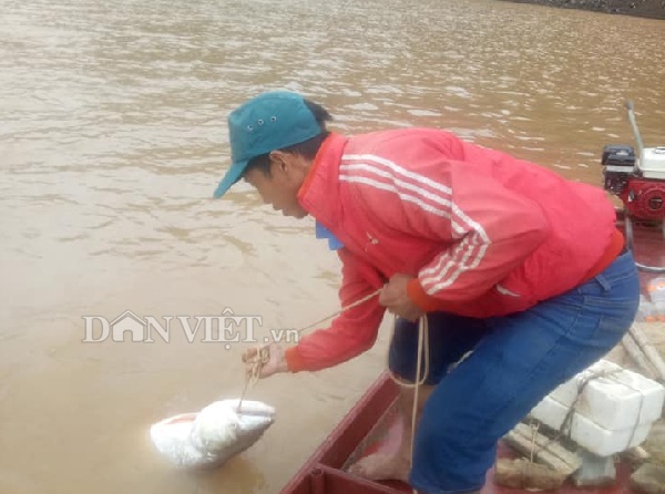 Theo chân ngư phủ sông Đà săn cá măng khủng ví như "thủy quái" - 4