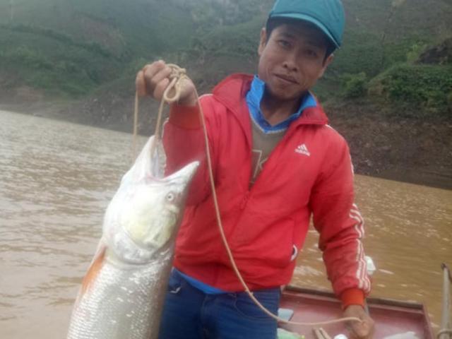 Tin tức trong ngày - Theo chân ngư phủ sông Đà săn cá măng khủng ví như "thủy quái"