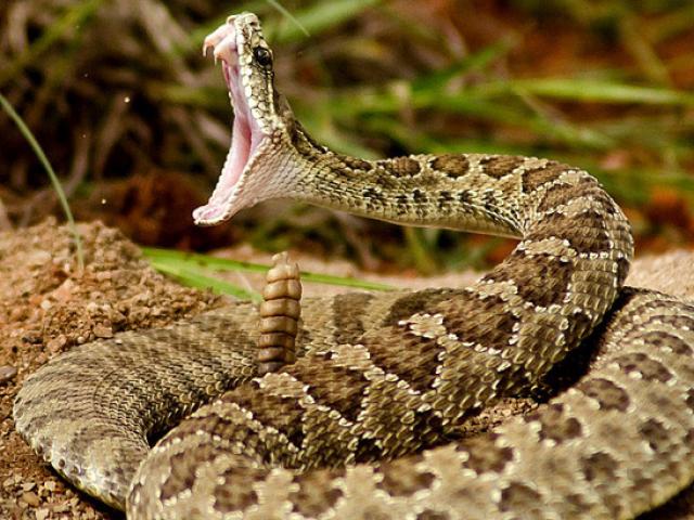 Media - Rắn đuôi chuông đực tranh đấu, "quần thảo" nhau để giành bạn tình