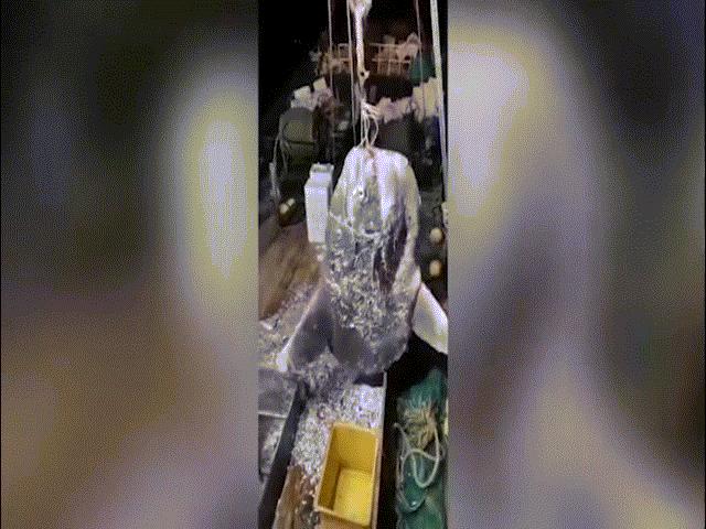 Phi thường - kỳ quặc - Bắt được cá mặt trăng khổng lồ nặng hơn 1 tấn