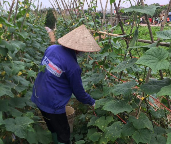 Chị Ngư&nbsp;chia sẻ giá dưa chuột hiện nay đã giảm tới 60 đến 70% so với mọi năm