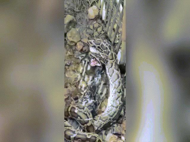 Phi thường - kỳ quặc - Video: Trăn "quái vật" phản ứng ghê gớm khi bị nông dân phát hiện ăn trộm vịt