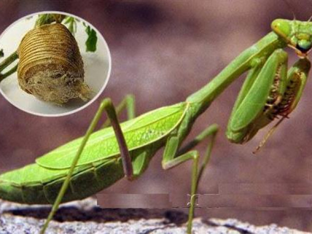 Sức khỏe đời sống - Đắp thuốc trị chứng đái dầm ở trẻ