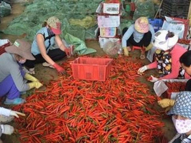 Thị trường - Tiêu dùng - Hết thời "đổ bỏ", rau, hoa Đà Lạt bắt đầu tăng giá