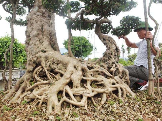 Thị trường - Tiêu dùng - "Đại gia nông thôn" chi 10 tỷ mua 3 cây sanh "khủng", xôn xao cả một vùng quê