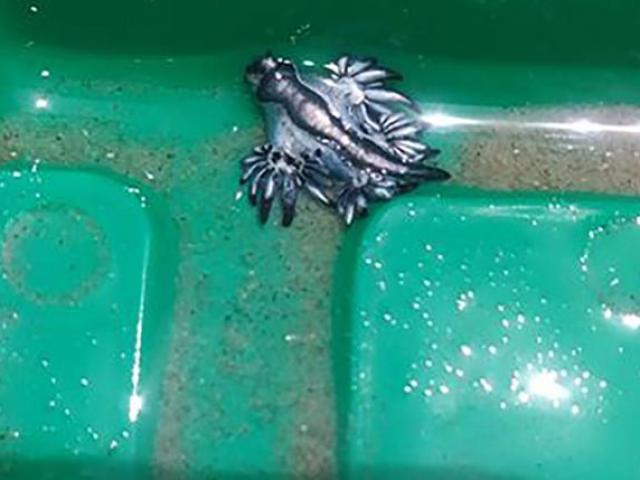 Phi thường - kỳ quặc - Tìm thấy “rồng xanh” cực hiếm trôi dạt vào bờ biển Mỹ