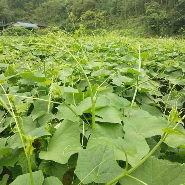 Su su là loại cây trồng mang lại thu nhập chính cho hàng trăm hộ nông dân tại Tam Đảo.