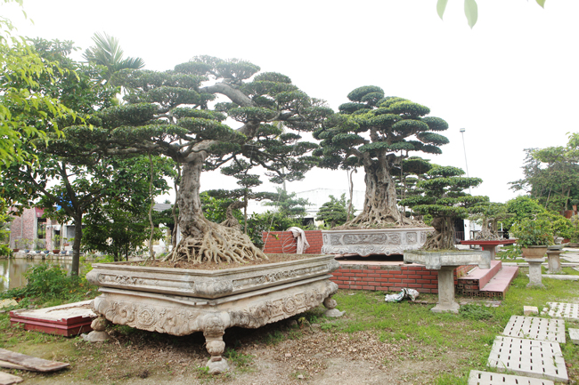 Anh Phạm Thế Hùng, ở một vùng quê thuộc thị xã Kinh Môn (tỉnh Hải Dương) khiến giới chơi cây cảnh và hàng xóm choáng ngợp bởi giá trị của bộ ba cây sanh anh vừa "tậu" lên đến gần 10 tỷ đồng.

