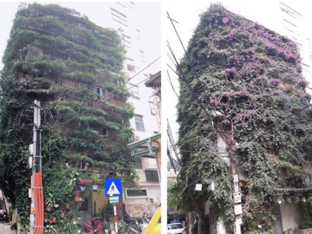 Tin tức trong ngày - Ngắm ngôi nhà hoa giấy “vạn người mê” độc nhất ở Hà Nội