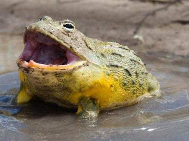 Kinh doanh - Cứ chờ đến mùa mưa thì nghề này mới "hái ra tiền"