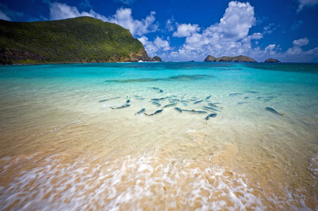 Đảo Lord Howe, Australia: Hòn đảo gây ấn tượng với những bãi biển cát mịn hoang sơ và nước trong vắt. Để bảo vệ vẻ đẹp nguyên sơ ở đây, chỉ 400 du khách được phép đặt chân lên đảo cùng một thời điểm. Du khách có thể thoải mái bơi cùng hơn 500 loài cá khác nhau.
