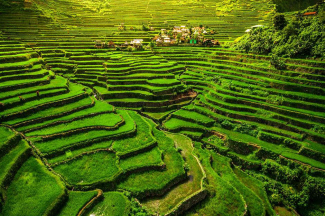 Ruộng bậc thang Ifugao, Philippines: Được người dân khai hoang cách đây 2.000 năm, ruộng bậc thang ở tỉnh Ifugao hiện trở thành di sản thế giới của UNESCO. Cuộc sống của người dân địa phương và cánh đồng lúa ở đây gần như không thay đổi qua nhiều thế kỷ.
