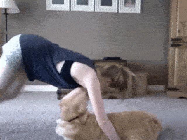 Tranh vui - Sen khốn khổ với những chú chó "láu cá"