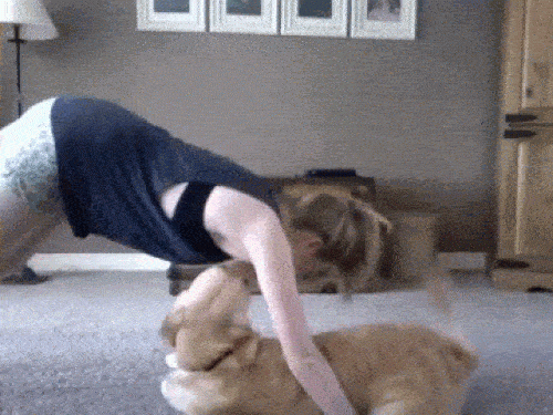 Sen khốn khổ với những chú chó "láu cá" - 1