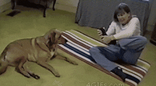 Sen khốn khổ với những chú chó "láu cá" - 3