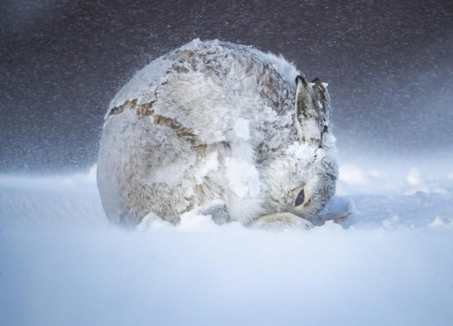 Chiến thắng chung cuộc: “Quả bóng thỏ” bởi Andy Parkinson. Tác giả đã dành 15 năm để ghi lại cuộc sống của những con thỏ rừng ở Scotland. Trong một đêm tuyết và sau nhiều giờ canh máy, ông đã chụp được bức ảnh một chú thỏ nằm cuộn tròn để chống chọi với cái lạnh xung quanh.