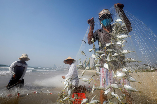 Người dân kéo lưới bắt cá tại một bãi biển ở TP Đà Nẵng hôm 6-5. Ảnh: REUTERS