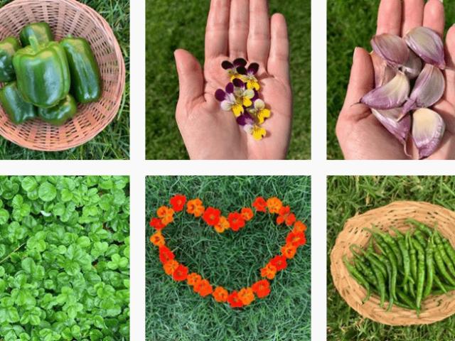 Bạn trẻ - Cuộc sống - Khu vườn xanh mướt rau củ "gì cũng có" của bà mẹ trẻ khiến ai cũng ghen tị