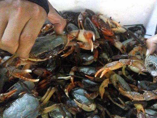 Kinh doanh - Lên núi bắt... cua, nghe tưởng đùa hoá ra là nghề "hái ra tiền"