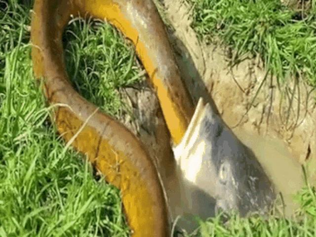 Media - Lươn khổng lồ bị cá trê há mồm nuốt gọn và cái kết bất ngờ