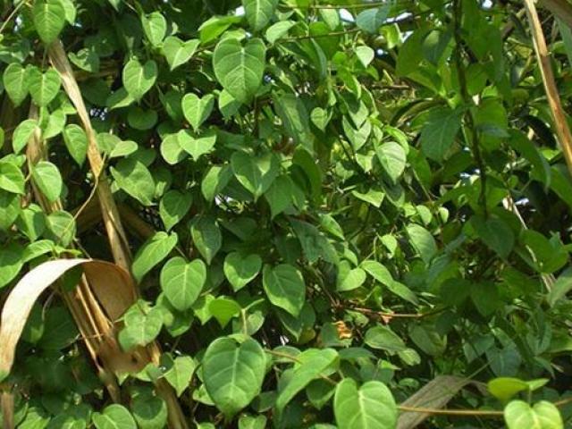 Thị trường - Tiêu dùng - Giống cây từng "cho không ai lấy" có gì hot mà nay tấp nập người mua?