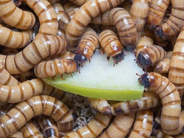 Kinh doanh - Nuôi loài "nhung nhúc" nhìn đã sợ, người dân miền Tây có nguồn thu khủng