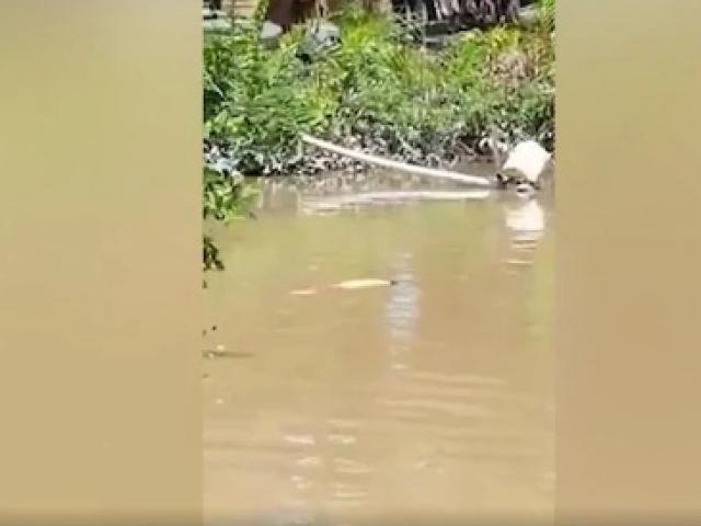 Thế giới - Indonesia: Thiếu nữ đi tắm sông, chết thảm vì cá sấu