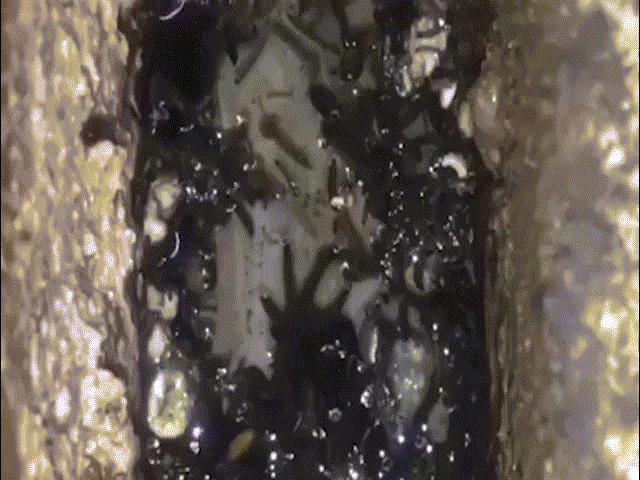 Tin tức trong ngày - Rùng mình với cảnh tượng bẩn khủng khiếp trong hầm chung cư giữa Hà Nội