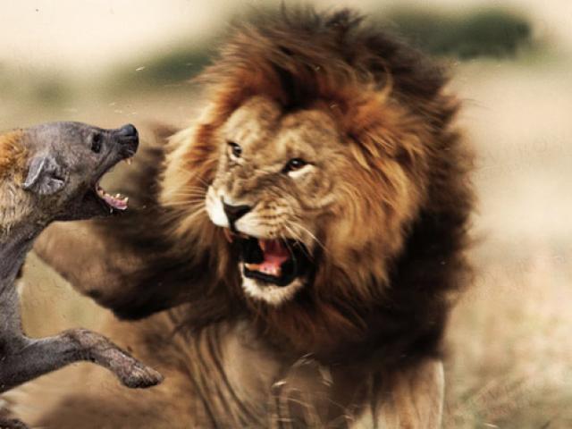Media - Đang làm thịt con mồi gặp phải "khắc tinh", sư tử đành "bỏ của chạy lấy người"