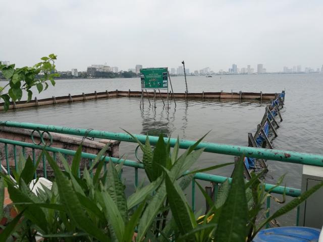 Tin tức trong ngày - Sau 1 năm thí điểm “bảo bối” của Nhật, đàn cá Koi ở Hồ Tây giờ ra sao?