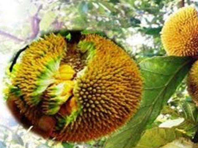 Thị trường - Tiêu dùng - Rừng Việt Nam có giống mít bé bằng nắm tay, mang lên thành thị bán được giá bất ngờ