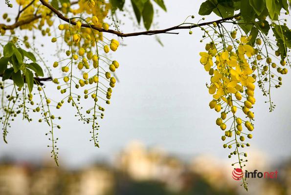 Cụm hoa lớn, nhiều hoa nhưng thưa, dạng cành hoa rủ xuống dài 20-40cm, cuống dài 15-35cm hoặc có thể hơn.