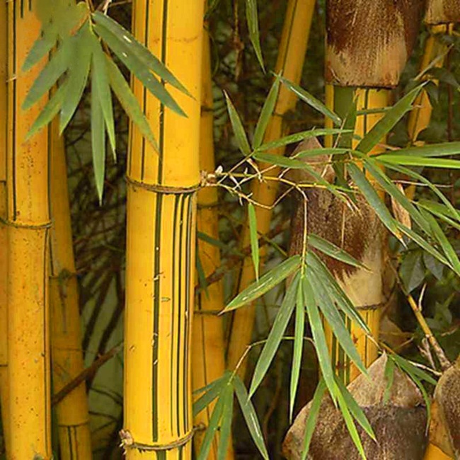 Loại lá này không hề hiếm vì chúng rơi rụng khắp nơi nhất là các vùng quê. Có một thời chúng không được ai chú ý và còn đốt bỏ.
