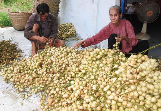 Các loại dâu năm nay trúng mùa nhưng giá thấp