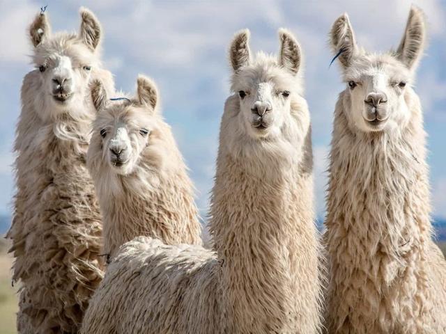 Phi thường - kỳ quặc - Bất ngờ về loài vật chứa "thần dược" có thể giúp con người chống Covid-19