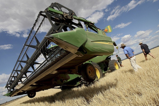Thu hoạch lúa mạch tại Úc (ảnh: Reuters)