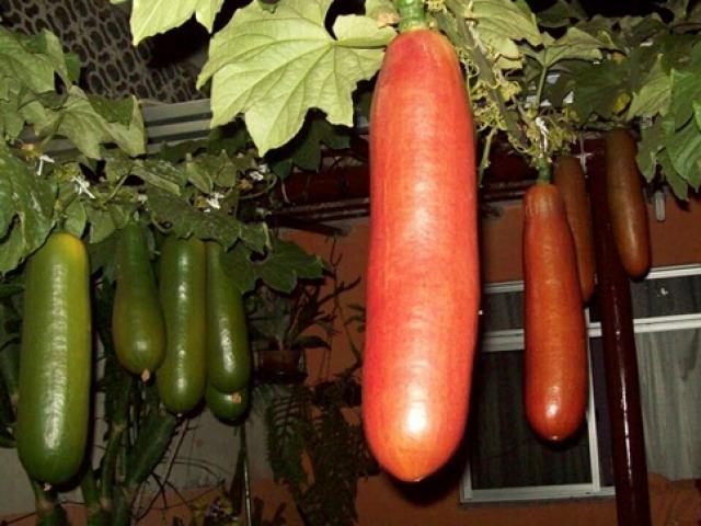 Thị trường - Tiêu dùng - Quả "siêu to khổng lồ" một thời làm cảnh, nay hút khách vì quá thơm