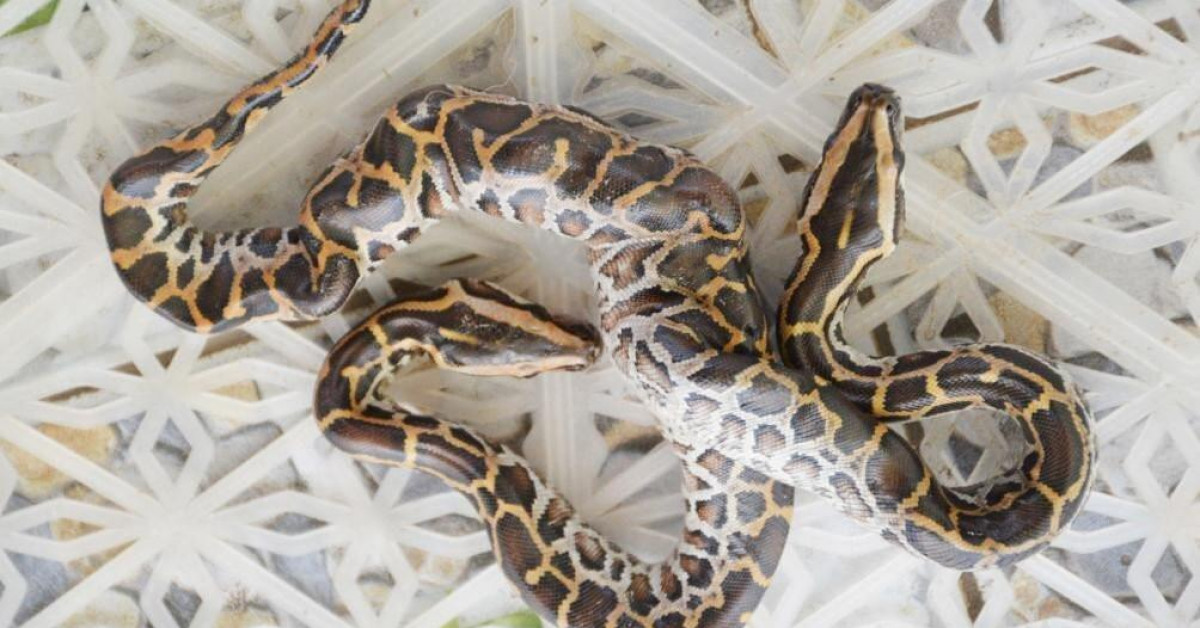 Tin tức trong ngày - Video: Cận cảnh trăn 2 đầu xuất hiện ở Cà Mau