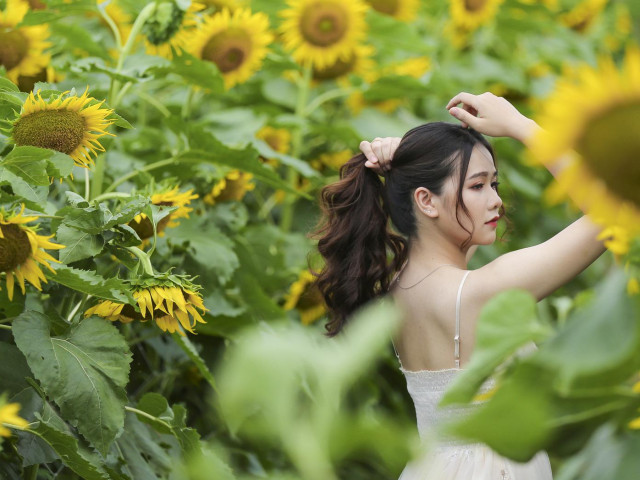 Bạn trẻ - Cuộc sống - Hoa hướng dương tuyệt đẹp, giới trẻ đổ xô đến chụp ảnh