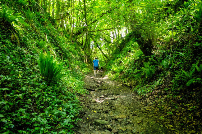 Du khách đi bộ dưới tán cây xanh mát tại đồi Wortley Hill ở Cotswolds.
