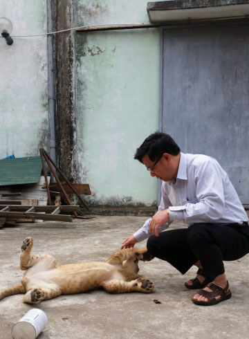 Tận thấy người nuôi mãnh thú vuốt ve, “mát xa” cho sư tử - 1