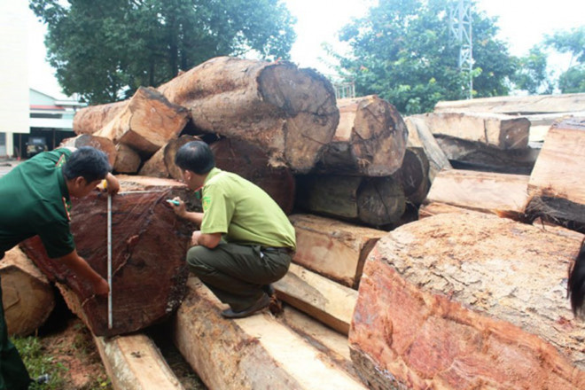 Tang vật trên 5 xe gỗ trong vụ cướp gỗ vào năm 2016 ở huyện Ia Grai, tỉnh Gia Lai.