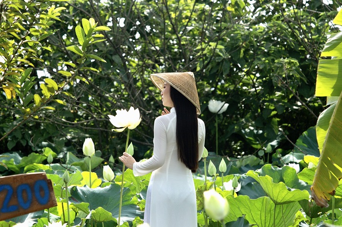 Những bông hoa sen trắng được trồng để bán không chỉ là sản phẩm mĩ phẩm đẹp mà còn mang đến cho người ta nhiều cảm hứng tốt đẹp. Hãy xem hình ảnh hoa sen trắng trên đất trồng, bạn sẽ thấy sử dụng hoa sen trắng trong cuộc sống hợp lý và thiết thực.