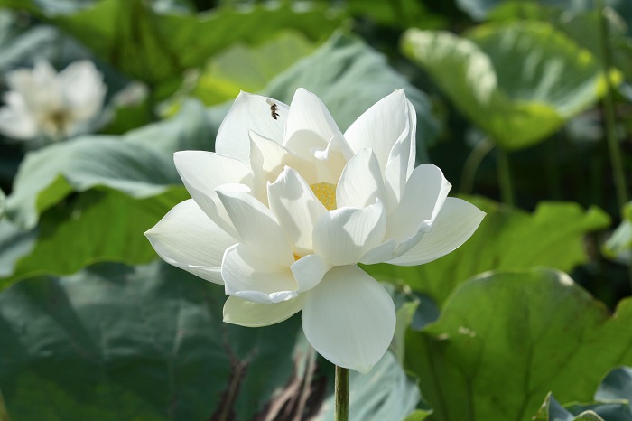 Sen trắng là một trong những loại hoa sen được yêu thích nhất với vẻ đẹp sang trọng, tinh khiết và đầy nghĩa tình. Bức ảnh về hoa sen trắng chắc chắn sẽ khiến bạn cảm thấy ngạc nhiên với vẻ đẹp tuyệt vời và sự tinh tế của loài hoa đặc biệt này. Hãy xem ngay để trải nghiệm một cảm giác thật sự đặc biệt.